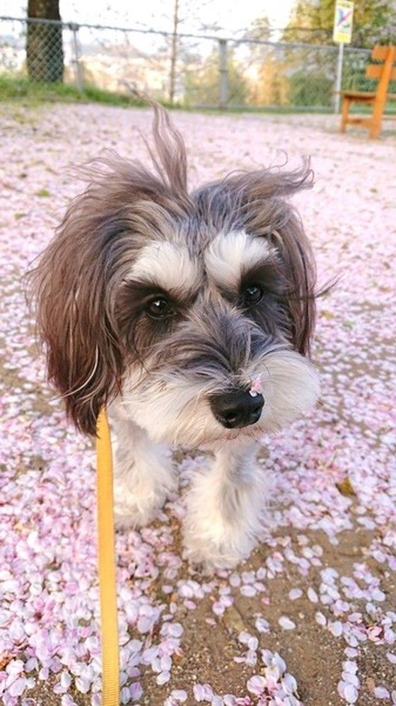 ミニチュア・シュナウザーのまつりちゃん