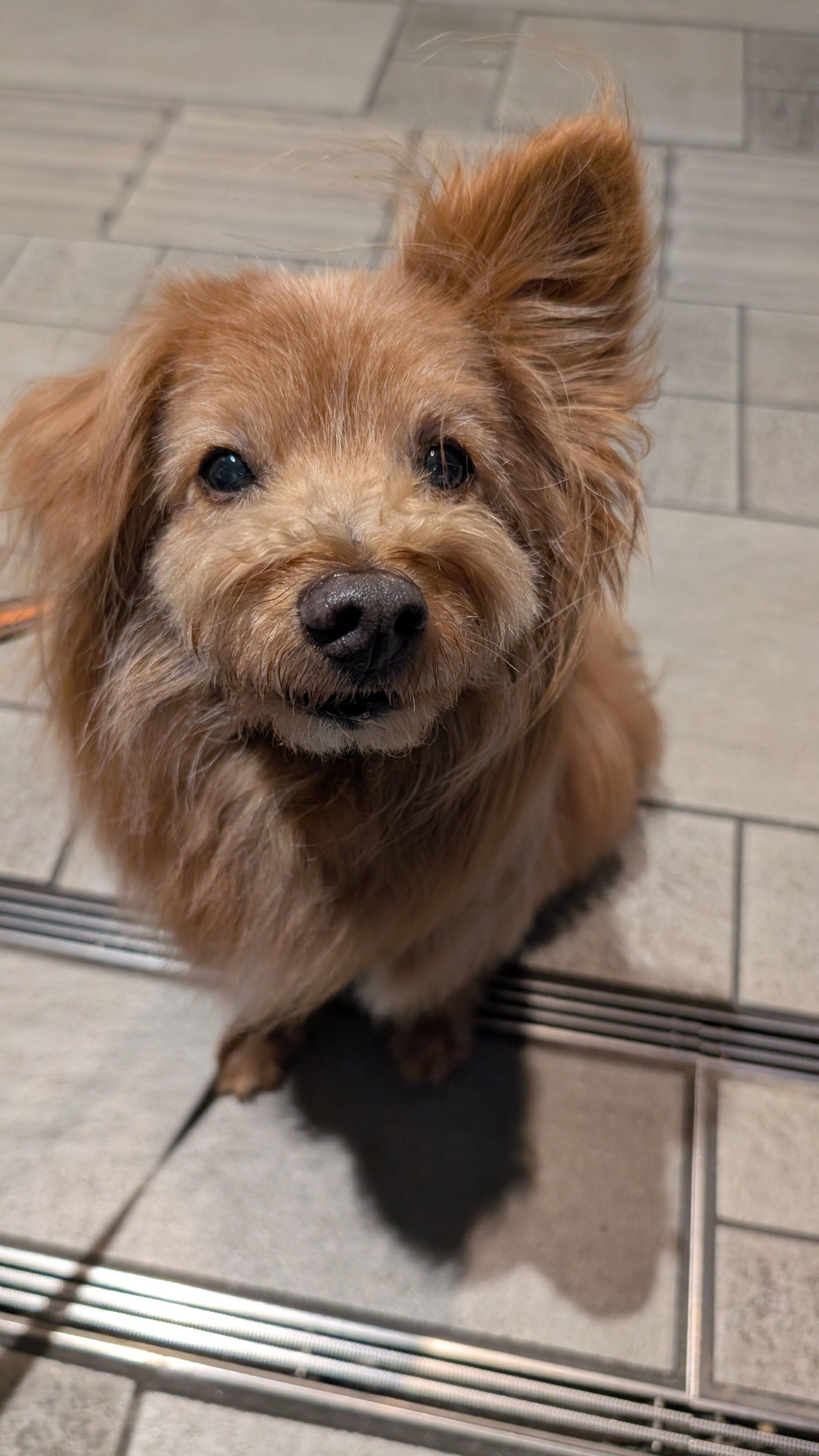 満足げな犬の写真