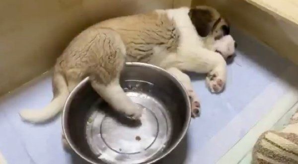 まったりするワンコ