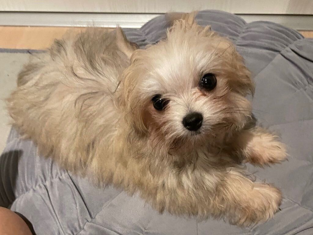 お迎えしたばかりのころのめろ子ちゃん