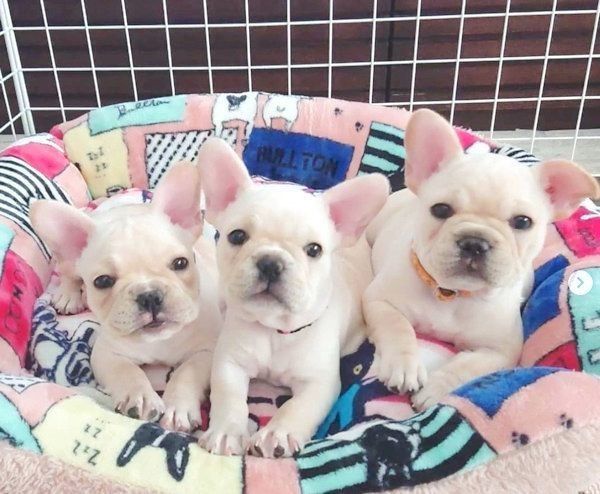 寄り添うラブちゃん・リブちゃん・ツブちゃん