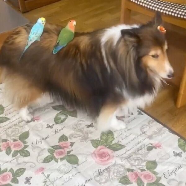 インコを背中に乗せるカレンちゃん