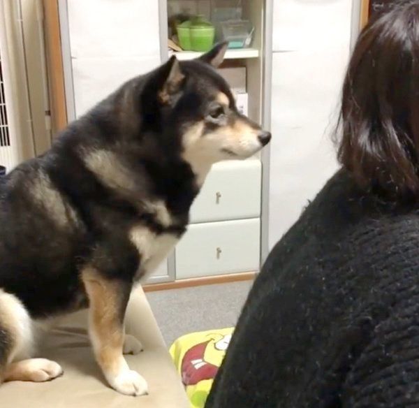 見つめる吾子ちゃん