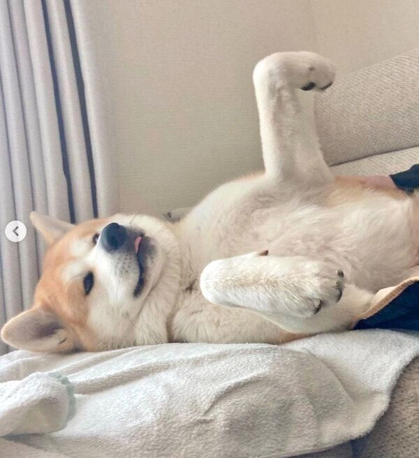 ナデナデしてもらう大吉くん