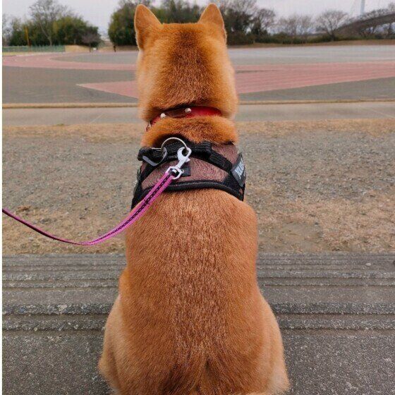「おしりがかゆいの？ 」犬のおしり歩きが小型犬に多いといわれる理由 いぬのきもち