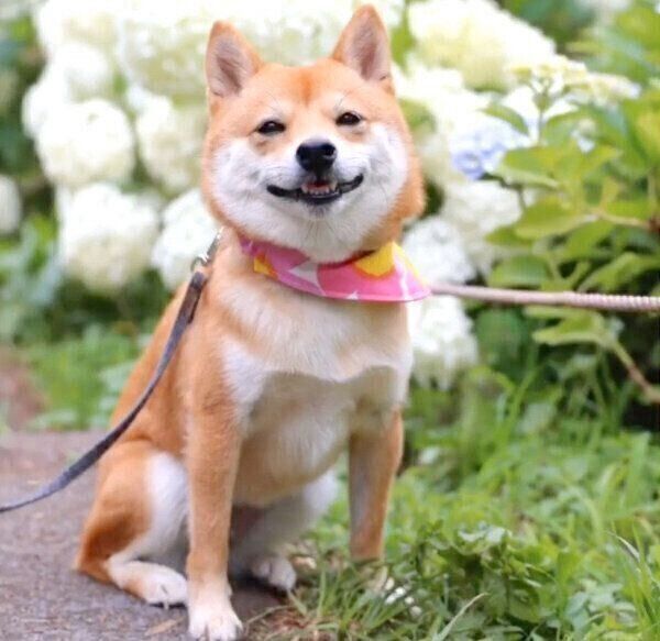 笑顔のにこちゃん