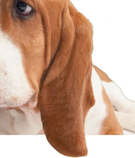 ペンダントイヤー