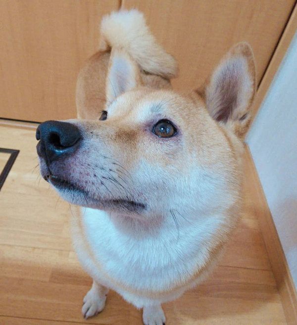 謎のポーズで眠る柴犬