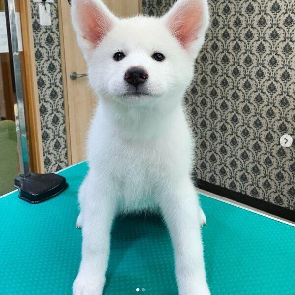 生後3カ月頃のユキちゃん