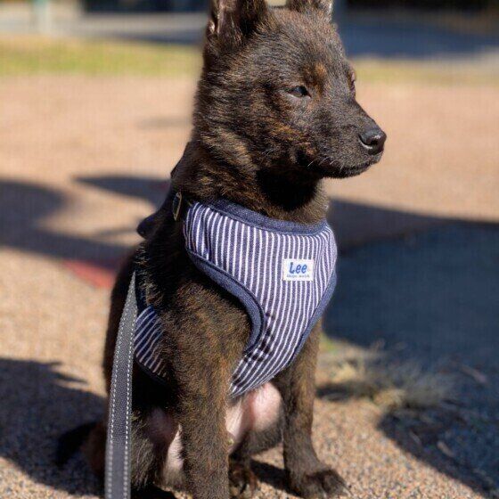 甲斐犬の黒虎くん