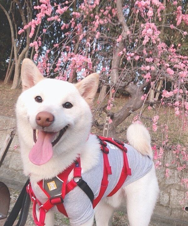 笑顔が可愛いもち吉くん