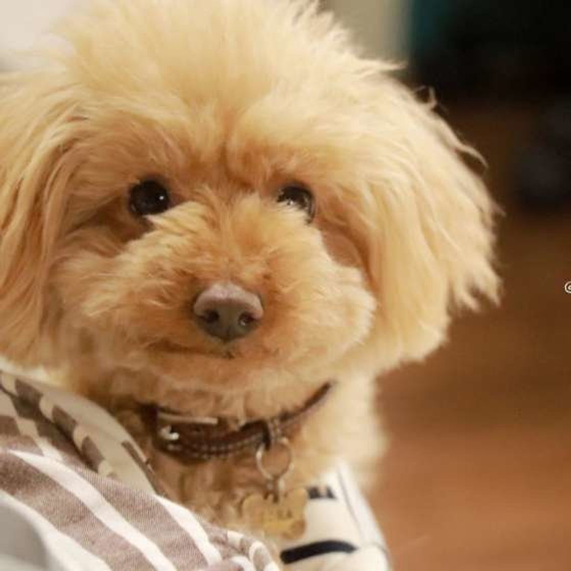 飼い主さんのことが大好き 愛犬が見せるしぐさ5選 いぬのきもちweb Magazine 飼い主さんのことが大好き 愛犬が見せるしぐさ5選 いぬのきもちweb Magazine