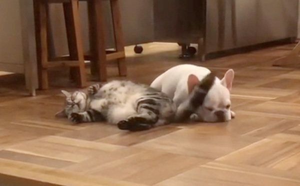 猫のしっぽが顔に当たるフレンチ・ブルドッグ