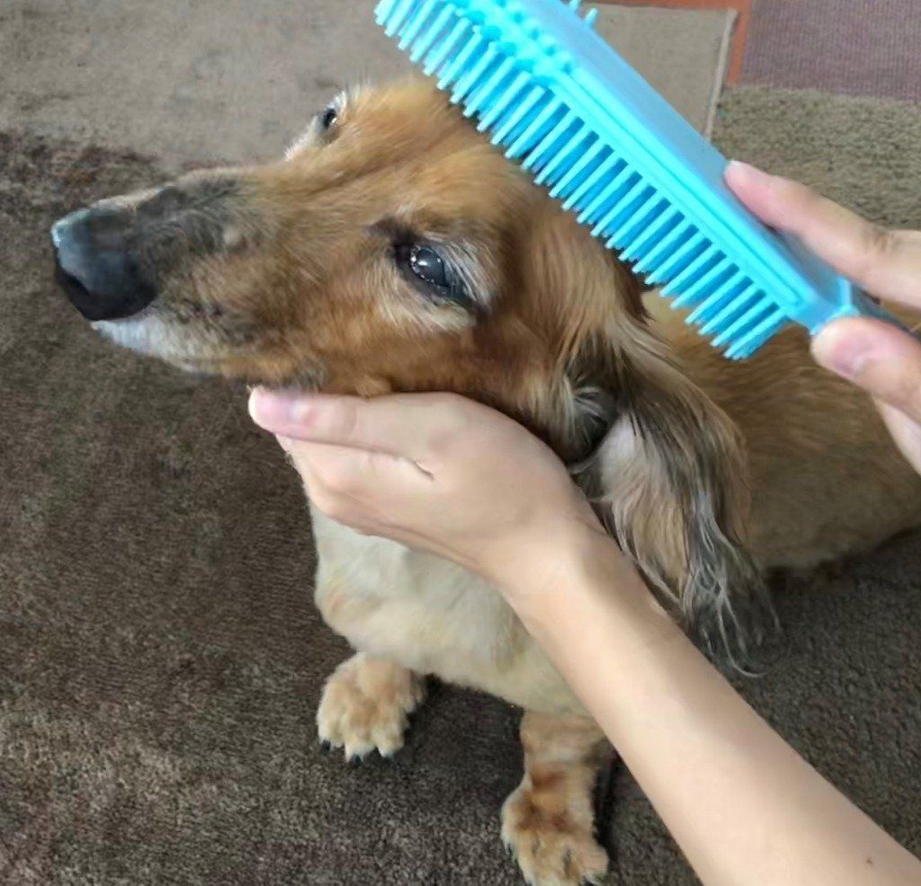 ブラッシング中の愛犬