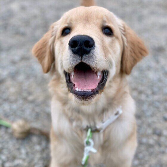 大型犬をお迎えする前に知っておきたい注意点 いぬのきもち