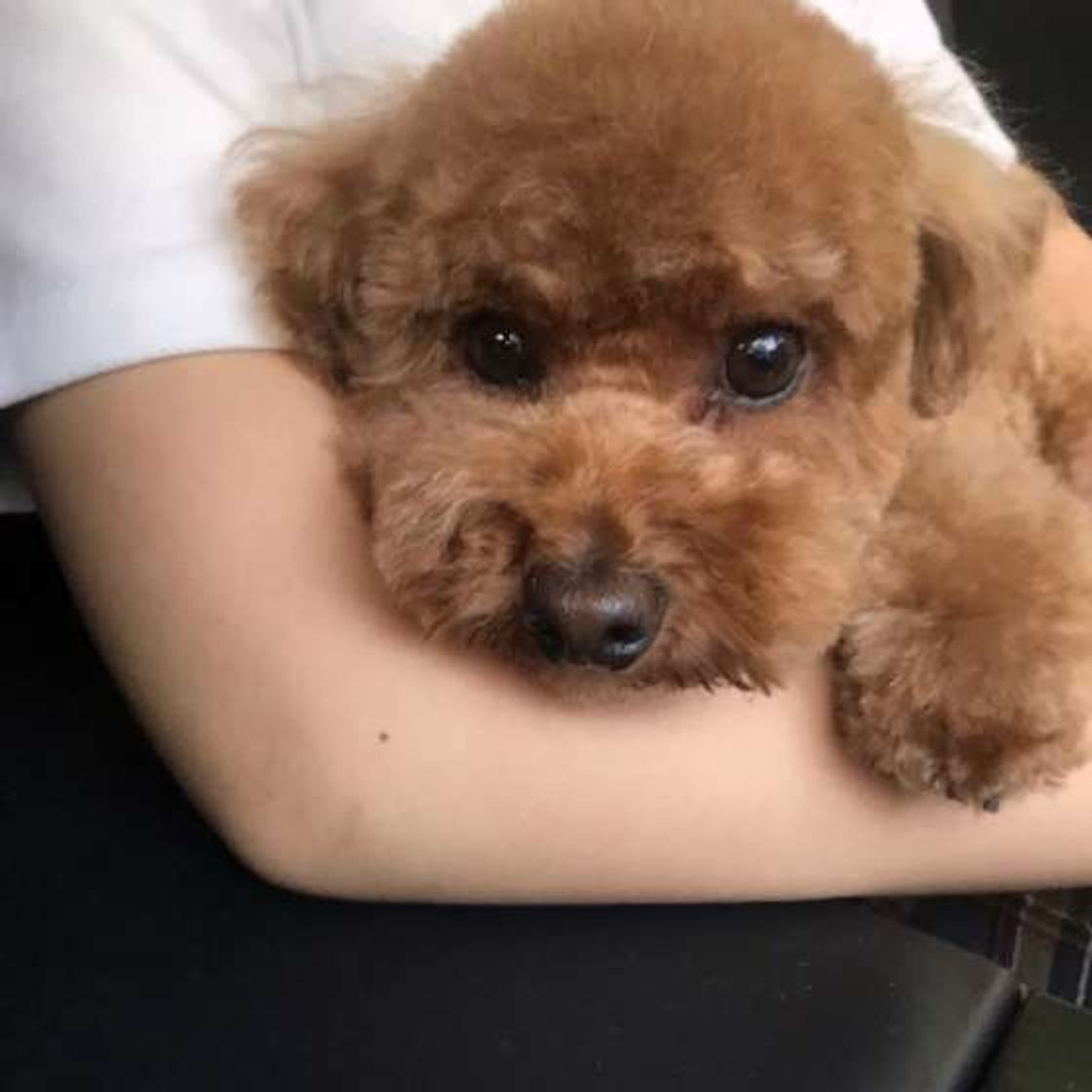 実は飼い主への愛情という犬のしぐさは 上手なお返事法も いぬのきもちweb Magazine 実は飼い主への愛情という犬のしぐさは 上手なお返事法も いぬのきもちweb Magazine