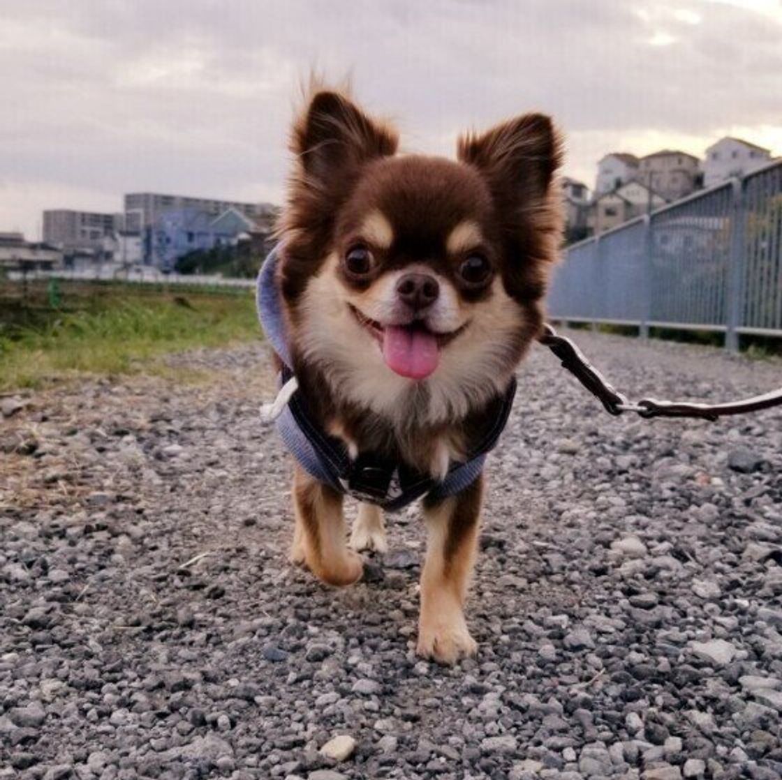 あくびや手足を舐める 犬の転位行動 ってナニ 獣医師に聞いてみた いぬのきもちweb Magazine あくびや手足を舐める 犬の転位行動 ってナニ 獣医師に聞いてみた いぬのきもちweb Magazine