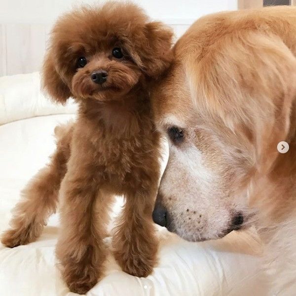 トイ・プードル