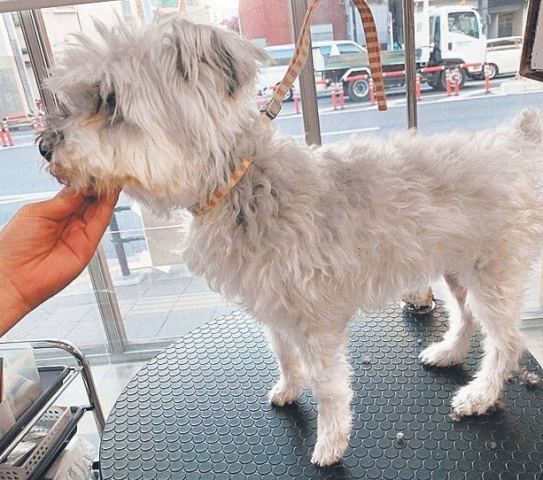 2023年の暮れに関東の愛護センターから引き取りをしたとき、みつよちゃんの被毛はボサボサでした