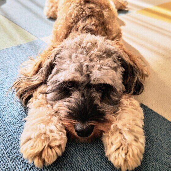 小型犬のモナカくん