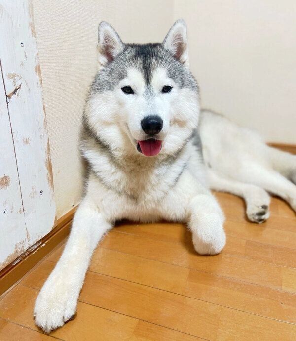 まったりするウルくん