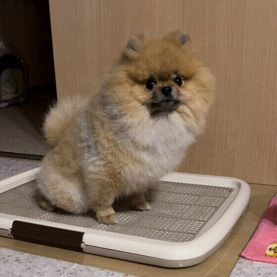 トイレ中のポメラニアン