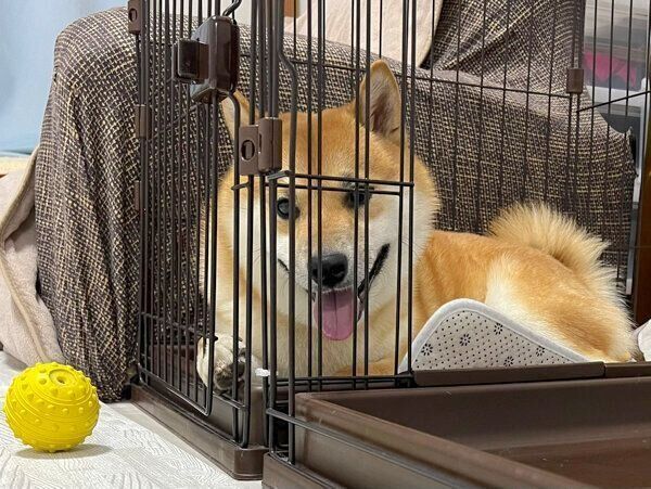 「ボール取れない取れない詐欺」をするふう太くん