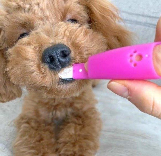 歯磨き中のトイプー