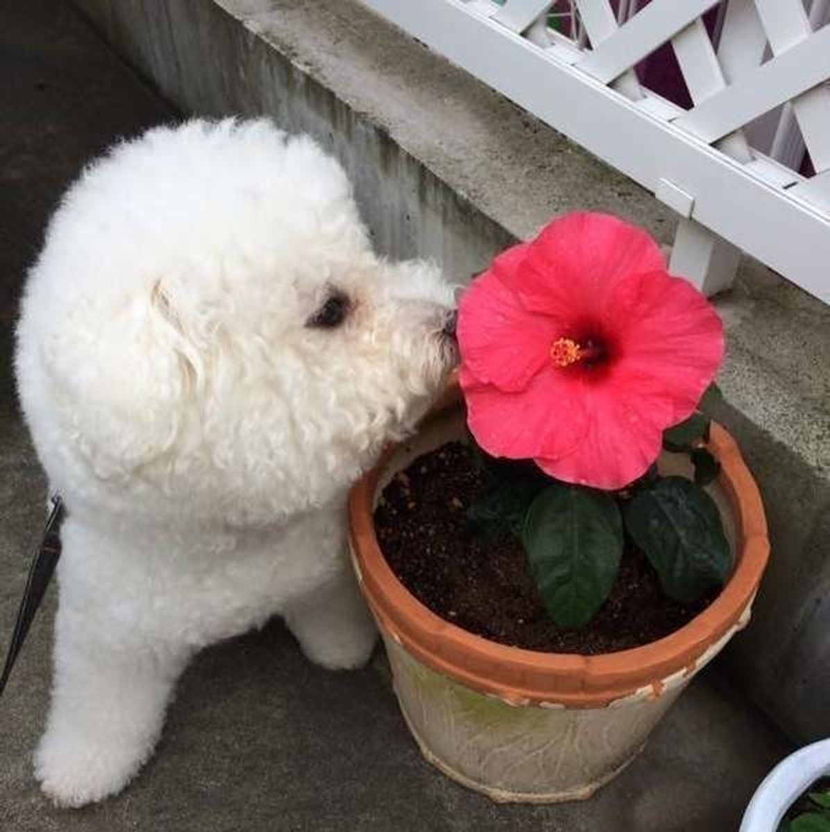 オス犬はなぜマウンティングするの その理由や防止策をご紹介 いぬのきもちweb Magazine オス犬はなぜマウンティングするの その理由や防止策をご紹介 いぬのきもちweb Magazine