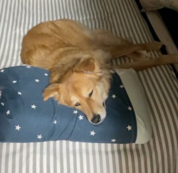 睡魔と闘いながら飼い主さんの動向を観察するエスちゃん