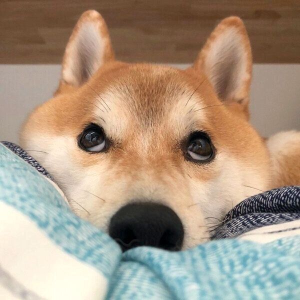 まったりするこてつくん