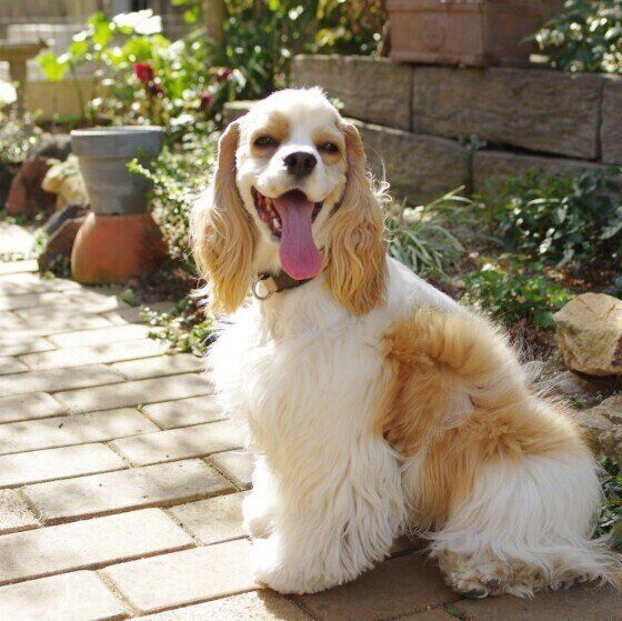 アメリカン・コッカー・スパニエルのリタちゃんの笑顔