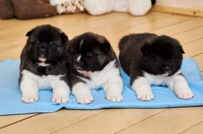 アメリカン アキタの特徴 性格 最新価格と飼い方 いぬのきもち 犬図鑑 いぬのきもちweb Magazine