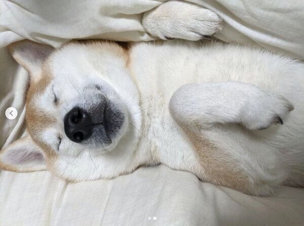 ヘソ天するタロウくん