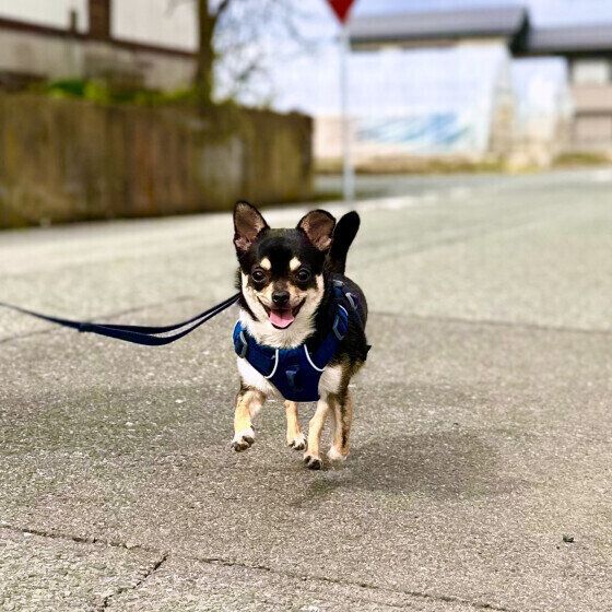犬はつま先立ちの生活？ 犬がかかとを地面につかない理由とは いぬのきもち