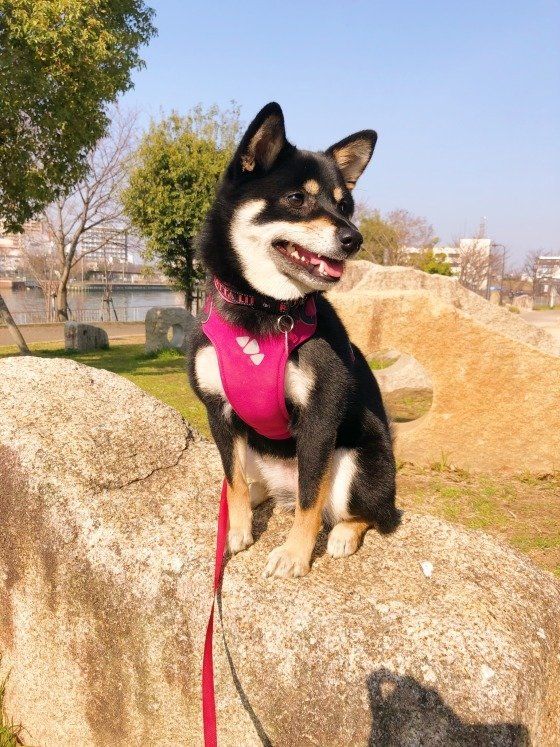 犬も嫉妬するんです ストレスになるほどの強い嫉妬に注意 いぬのきもちweb Magazine