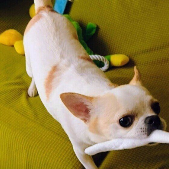 チワワ　クッション