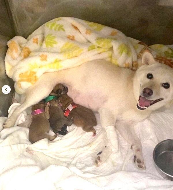 豆柴コンビに待望の赤ちゃんが誕生 初めての出産で悲しみと喜びを経験 育児に奮闘する様子を聞いた いぬのきもちweb Magazine