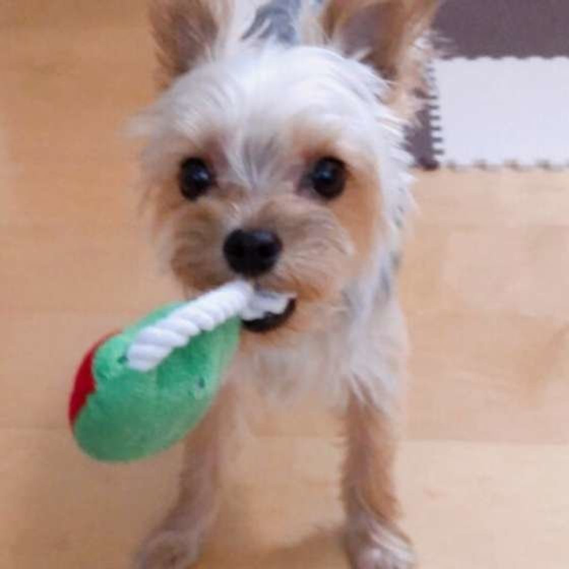 犬がおもちゃをくわえてくるのは何のアピール カワイイ画像まとめも いぬのきもちweb Magazine 犬がおもちゃをくわえてくるのは何のアピール カワイイ画像まとめも いぬのきもちweb Magazine