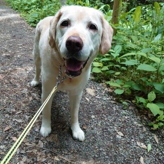 散歩するラブラドール・レトリーバー