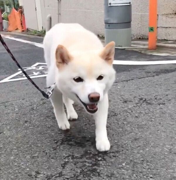 そろりそろりと近づくココちゃん