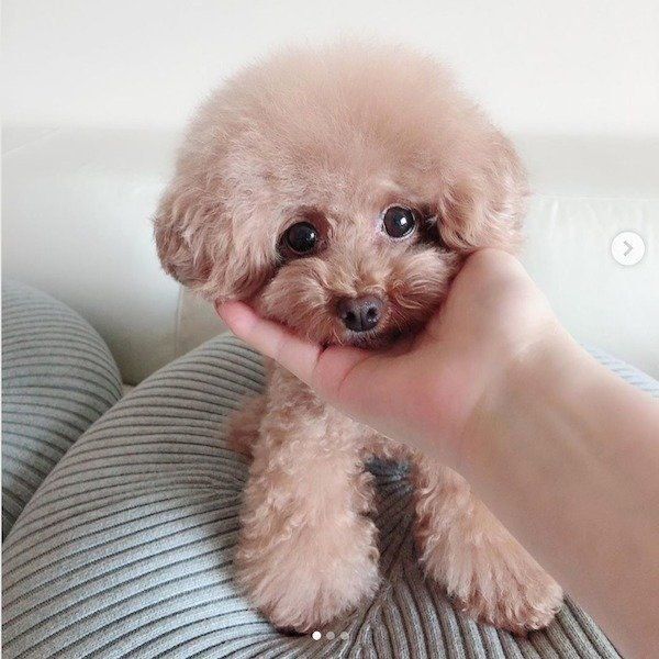 見つめるトイ・プードル