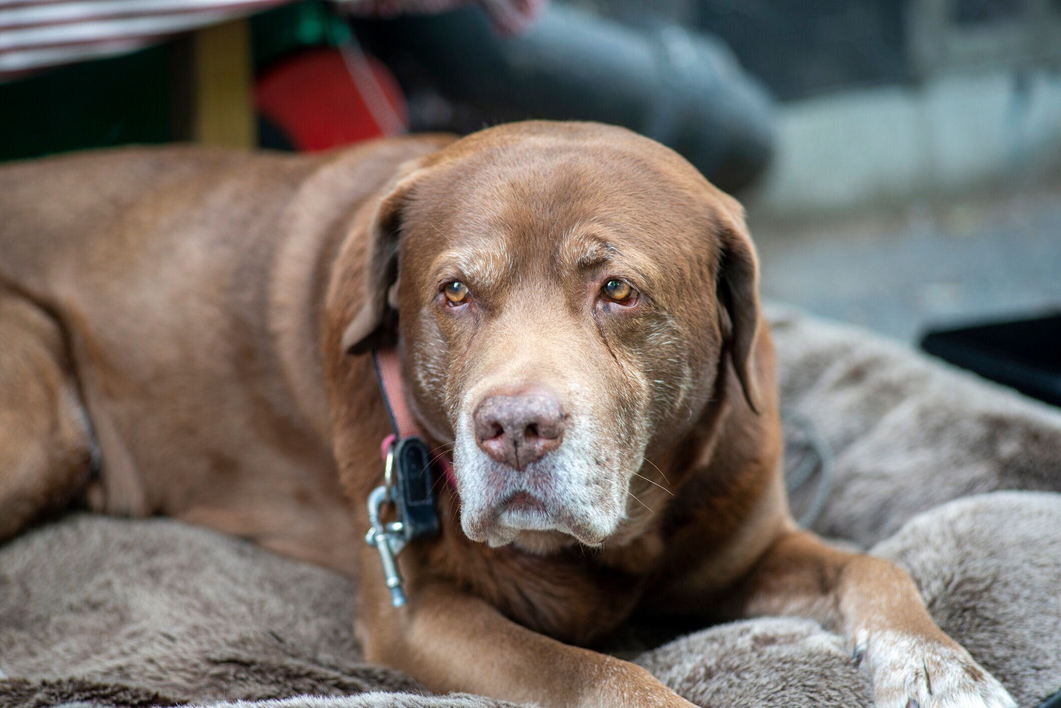 毛布の上に伏せるラブラドール・レトリーバー