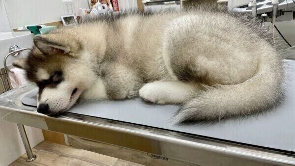 診察台の上で眠るアルくん