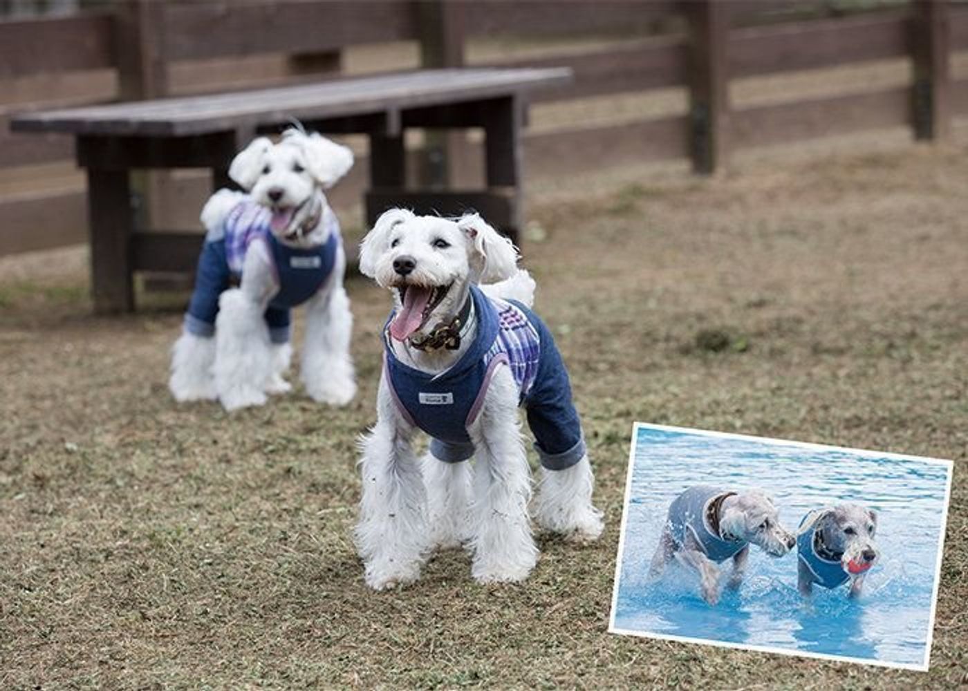 Pr ドッグランにプール 薪焼き石窯ピザ 愛犬と手ぶらで楽しめる1泊2日のアウトドア体験 前編 いぬのきもちweb Magazine Pr ドッグランにプール 薪焼き石窯ピザ 愛犬と手ぶらで楽しめる1泊2日のアウトドア体験 前編 いぬのきもちweb Magazine