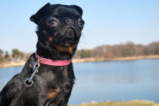 プチ・ブラバンソン