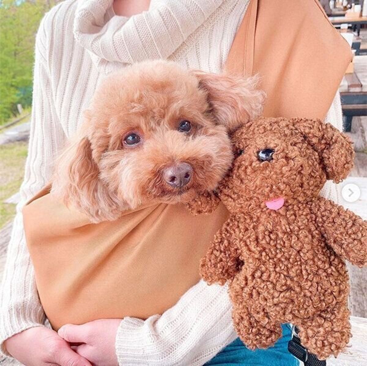 愛犬とのお出かけ時に大活躍 ニトリの ペットスリング がコスパも使い勝手も だった いぬのきもちweb Magazine 愛犬とのお出かけ時に大活躍 ニトリの ペットスリング がコスパも使い勝手も だった いぬのきもちweb Magazine