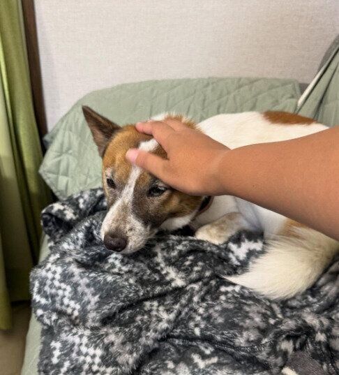 飼い主さんのそばでくつろぐ犬
