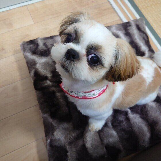 バンダナがおしゃれなシー・ズー