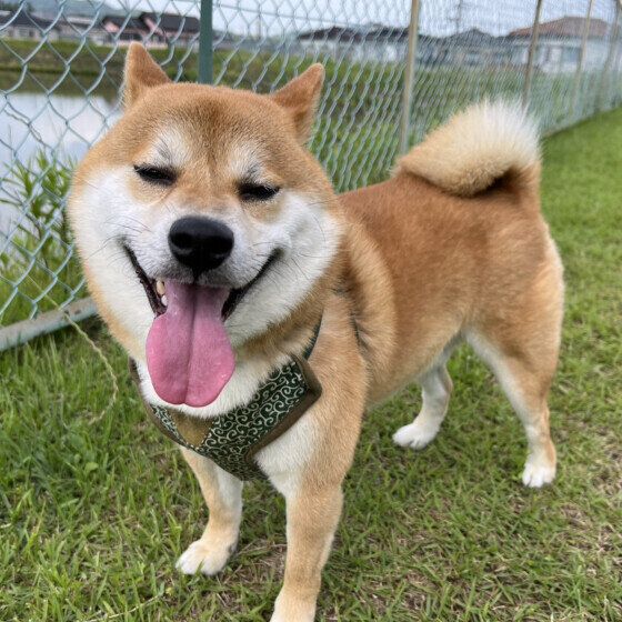 犬についたノミから病気が人にうつる可能性も？ 気をつけたい「人と動物の共通感染症」 いぬのきもち